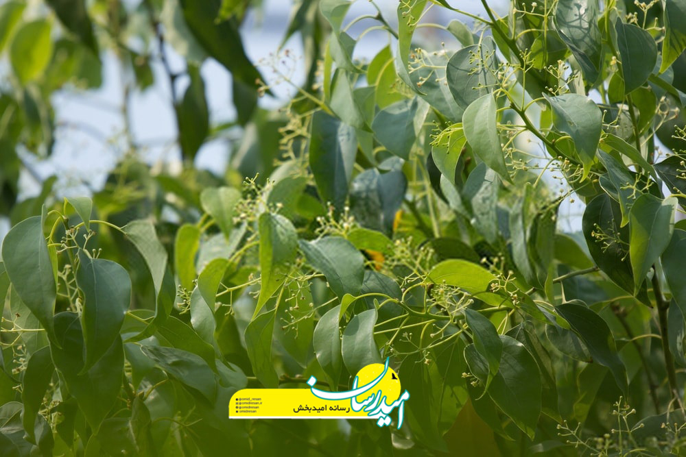 چه جیزی اثرات کافور را از بین می برد؟