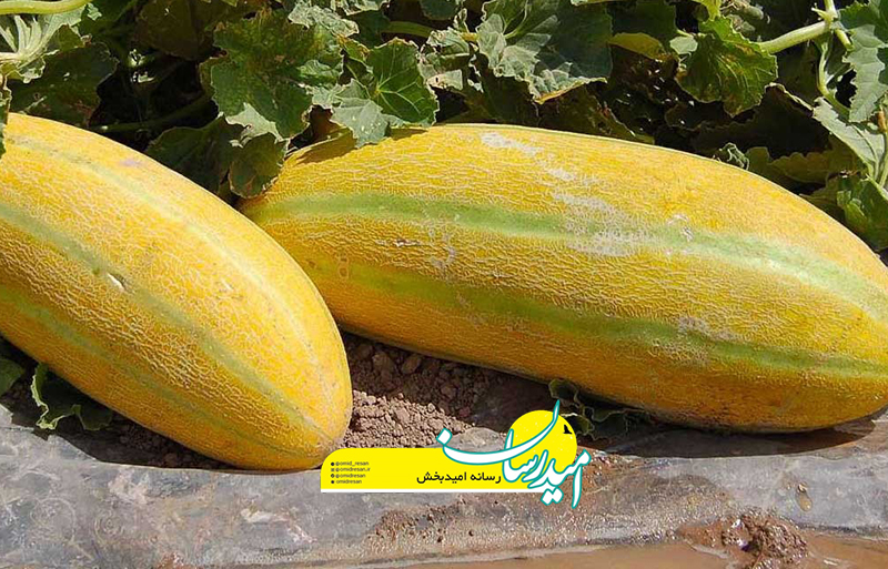 خوردن خربزه با عسل