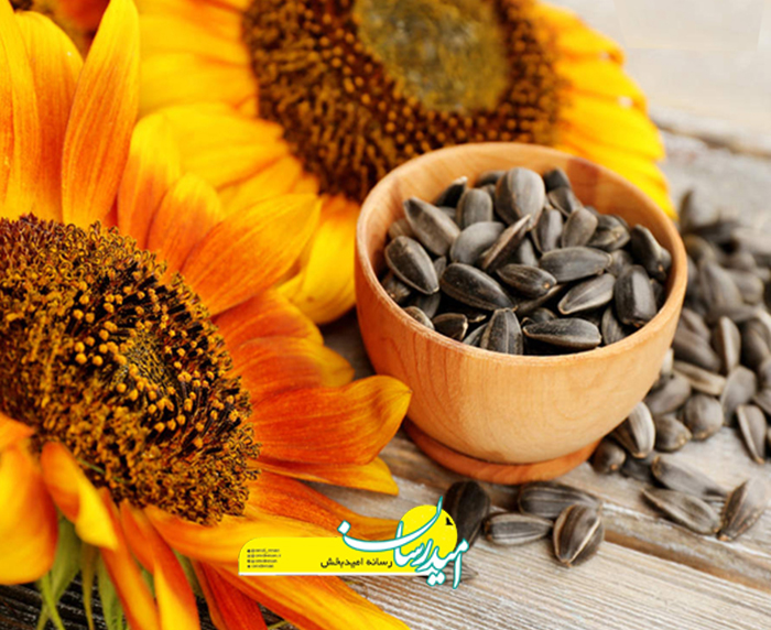 میزان چربی کدام تخمه کم است