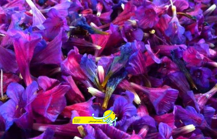 همه چیز درباره خواص و مضرات گل گاوزبان