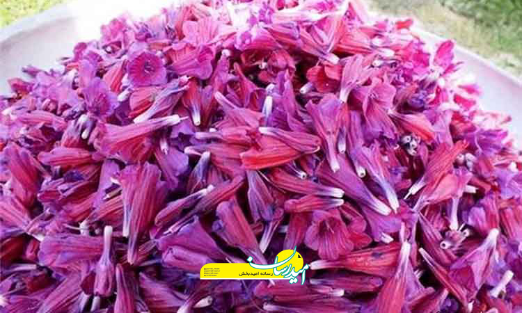 همه چیز درباره خواص و مضرات گل گاوزبان