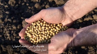 بذر مینی‌تیوبر سیب زمینی زاگرس: دروازه‌ای به سوی کشاورزی هوشمند و سودآور
