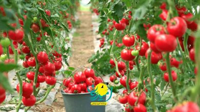 بهره_مندی بیش از ۱۰۰ گلخانه کشور از فناوری نانوحباب