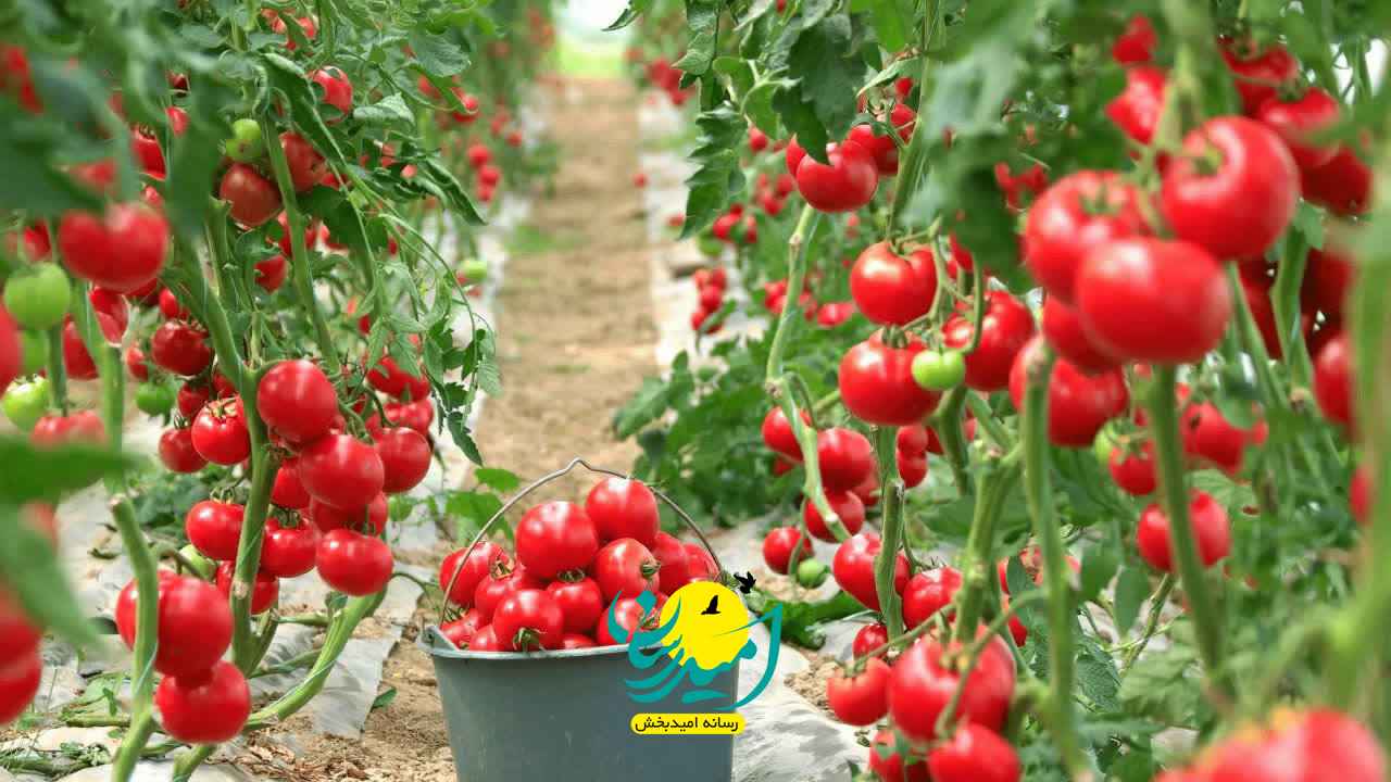 بهره_مندی بیش از ۱۰۰ گلخانه کشور از فناوری نانوحباب