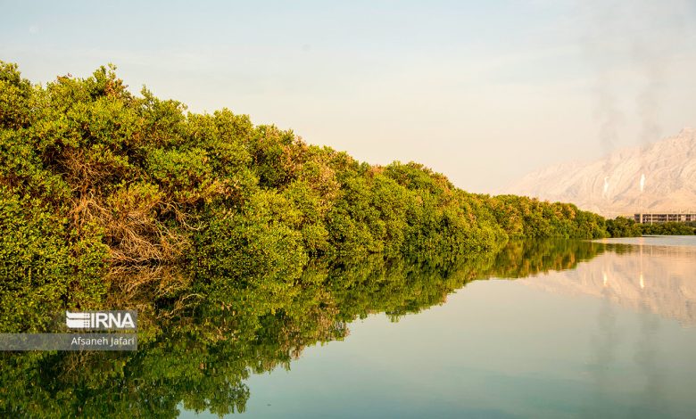 جنگل های حرا در جنوب ایران