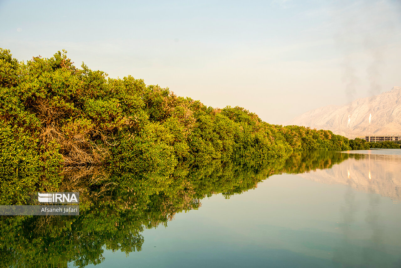 جنگل های حرا در جنوب ایران