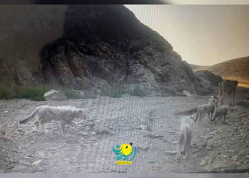 حضور یک قلاده یوز به همراه ۴ توله برای اولین بار در توران