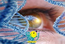خبر خوب پزشکی;موفقیت محققان ایرانی در پیشگیری از نابینایی مبتلایان به عارضه ارثی شبکیه