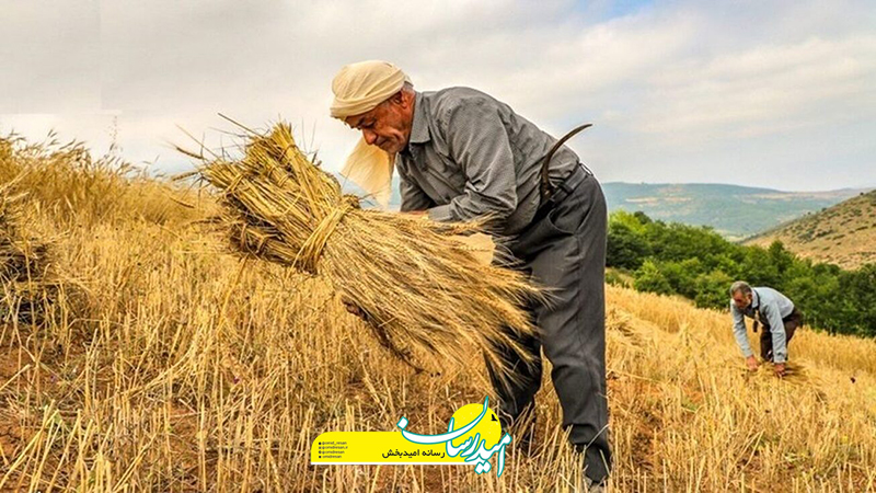 خودکفایی در تولید گندم