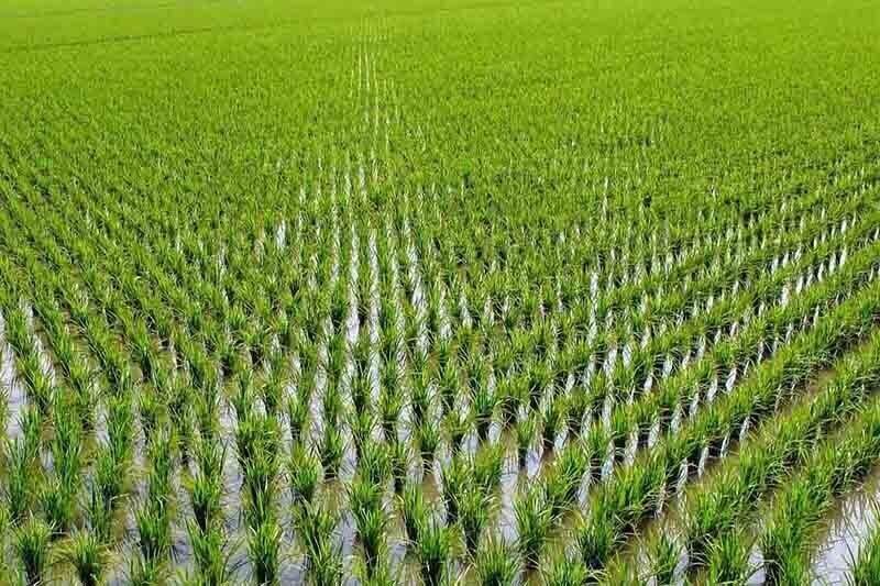مجوز کشت شلتوک